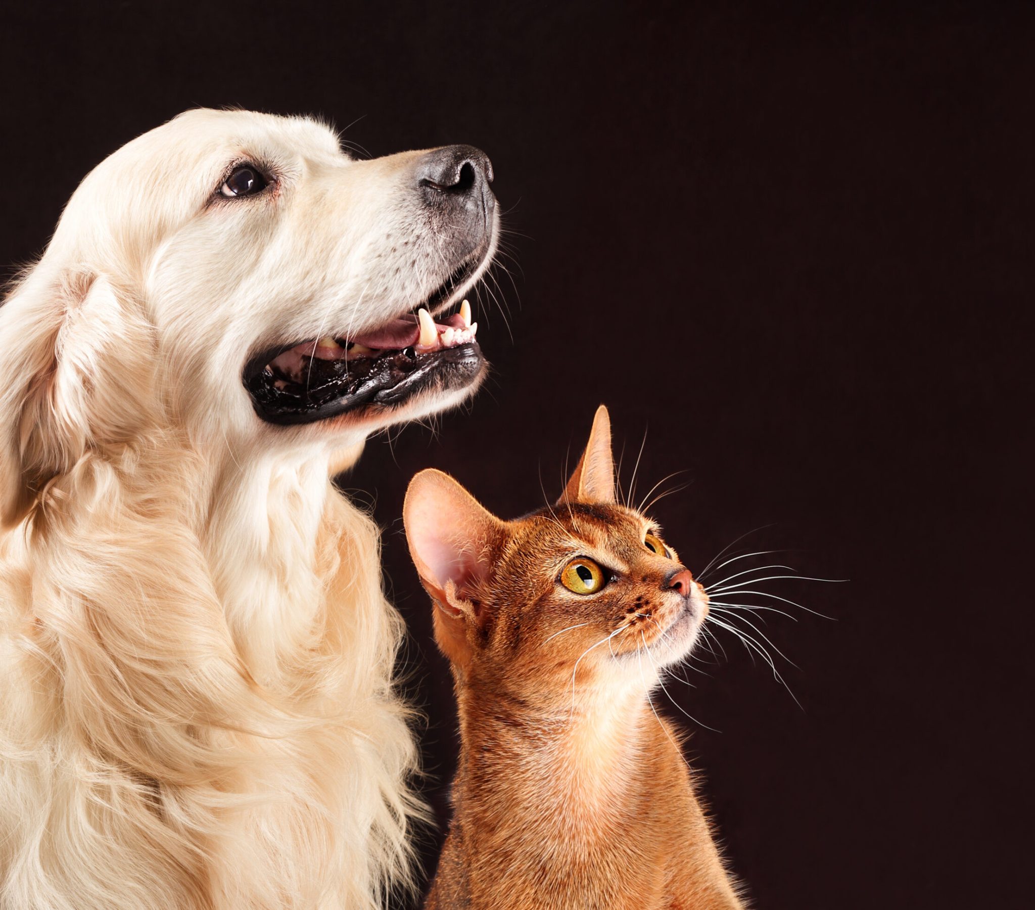 Cat and dog, abyssinian kitten , golden retriever looks at right Cat and dog, abyssinian kitten and golden retriever looks at right.